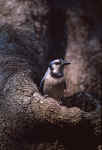 Blue Jay - St. Petersburg, Florida