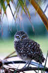 Burrowing Owl - Marathon Key, Florida