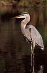 Great Blue Heron - St. Petersburg, Florida