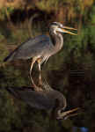 Great Blue Heron - St. Petersburg, Florida