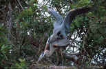 Great Blue Herons Mating - Venice, Florida