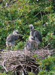 Great Blue Heron Chicks - Venice, Florida