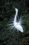 Great Egret - Venice, Florida