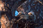 Great Horned Owlets - Honeymoon Island, Florida