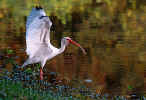 White Ibis - St. Petersburg, Florida