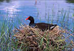 Common Moorhen - St. Petersburg, Florida