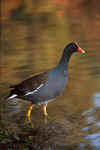 Common Moorhen - St. Petersburg, Florida