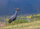 Yellow-crowned Night-Heron - Clearwater, Florida