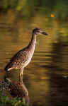Yellow-crowned Night-Heron Juvenile - St. Petersburg, Florida
