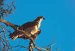 Osprey - St. Petersburg, Florida