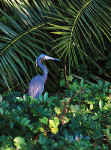 Tricolored Heron - St. Petersburg, Florida