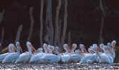White Pelicans - Tarpon Key, St. Petersburg, Florida
