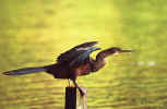 Anhinga - St. Petersburg, FL