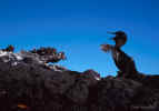 Flightless Cormorant - Galapagos Islands