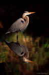 Great Blue Heron - St. Petersburg, Florida