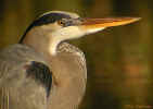 Great Blue Heron - St. Petersburg, Florida