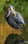 Great Blue Heron - St. Petersburg, Florida