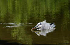 Great Blue Heron - St. Petersburg, Florida