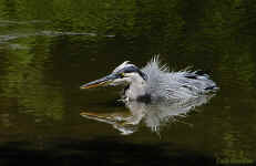 Great Blue Heron - St. Petersburg, Florida