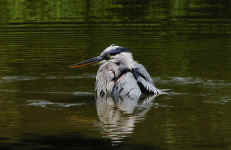 Great Blue Heron - St. Petersburg, Florida
