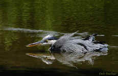 Great Blue Heron - St. Petersburg, Florida