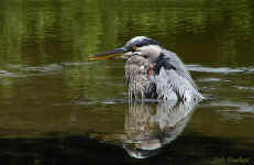 Great Blue Heron - St. Petersburg, Florida