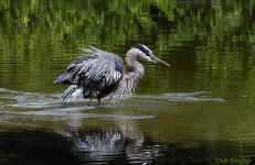 Great Blue Heron - St. Petersburg, Florida