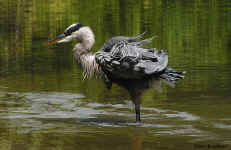 Great Blue Heron - St. Petersburg, Florida