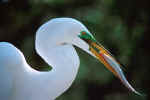 To the Bird Gallery