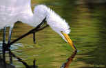 Great Egret - St. Petersburg, Florida