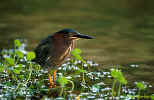 Green Heron - St. Petersburg