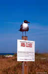 Laughing Gull - Shell Key, St. Petersburg, Florida