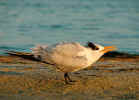 Royal Tern - Fred Howard Park, Tarpon Springs, FL