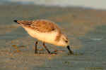 Sanderling - Fred Howard Park, Tarpon Springs, FL