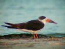 Black Skimmer - Fred Howard Park, Tarpon Springs, FL