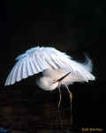 Snowy Egret - St. Petersburg, Florida