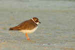 Snowy Plover - Fred Howard Park, Tarpon Springs, FL