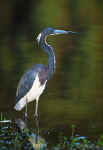 Tricolored Heron - St. Petersburg, Florida