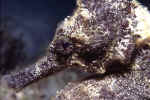 Longsnout Seahorse - Barbados