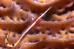 Arrow Blenny - Belize