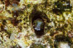 Blenny