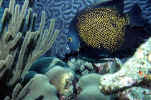 French Angelfish - Bonaire