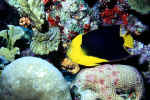 Rock Beauty - Bonaire