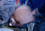 Gray Angelfish