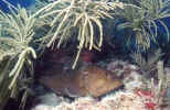 Red Grouper - Dry Tortugas