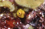 Blenny - Dry Tortugas