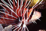 Lionfish - Egypt