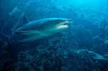 White Tip Reef Shark - Galapagos