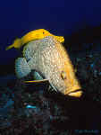 Leather Bass and Trumpetfish - Cocos Islands