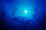 Schooling Jacks - Cocos Islands